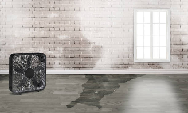 Best Water damage contractors near me  in Newtown Grant, PA